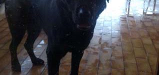 Poldo