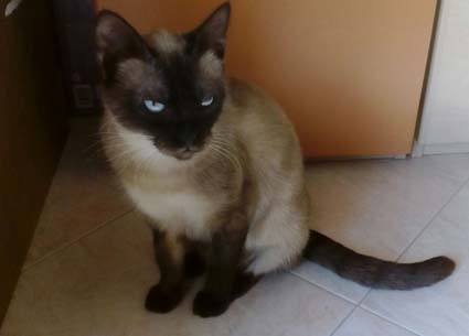 Siamese