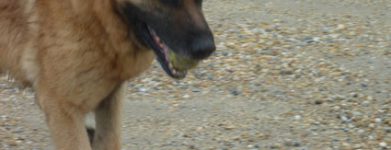 Spike