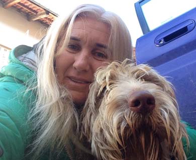 Spinone