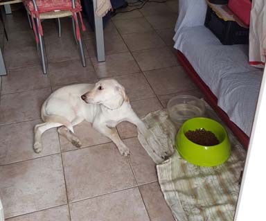 Cucciola dal sud 2