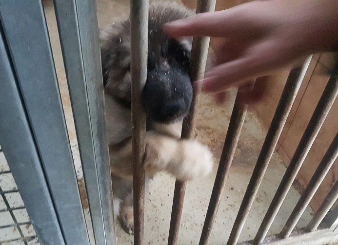 Cucciolo stupendo