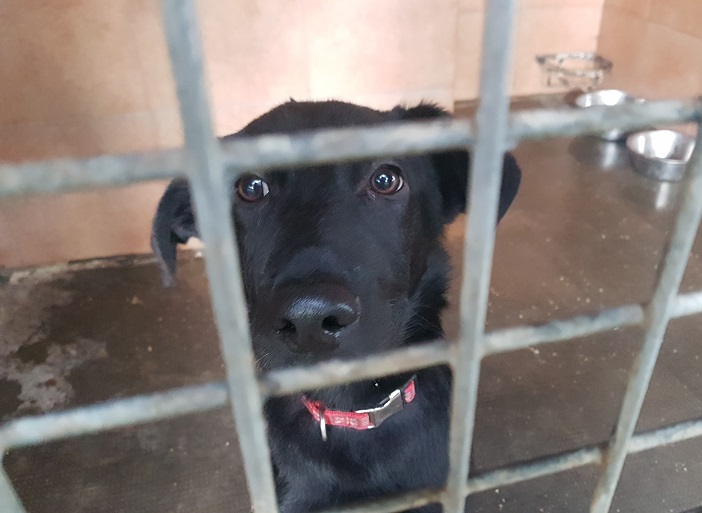 Finto labrador