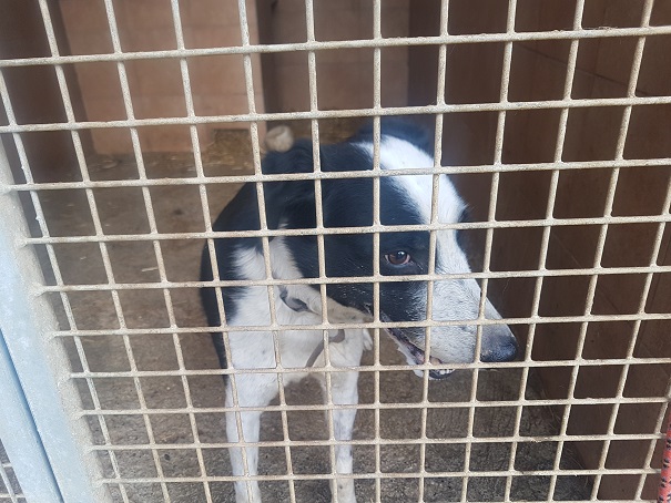il cane triste