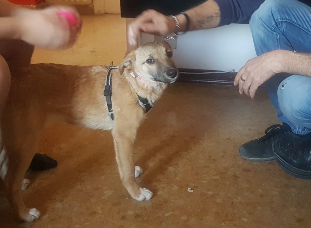 Liberata I cucciola