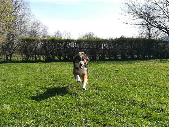 Achille