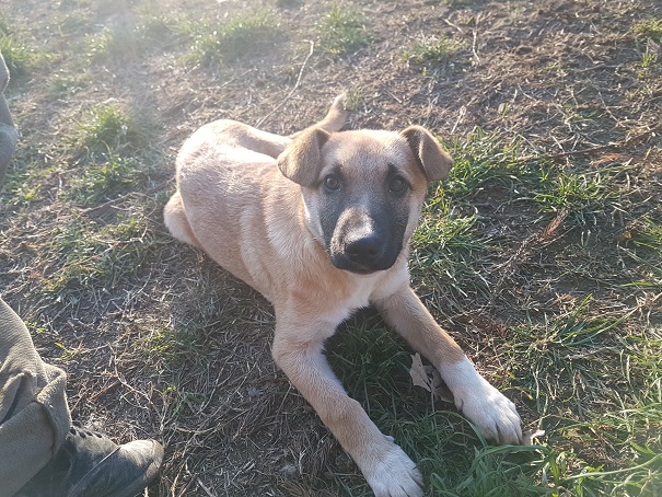 L’ultima cucciola