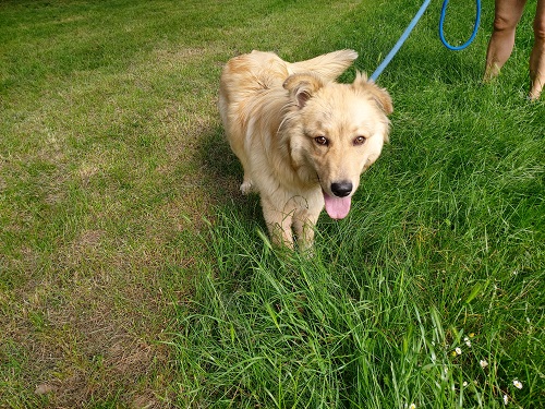 Milù