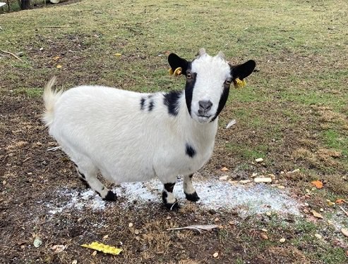 Caprette tibetane