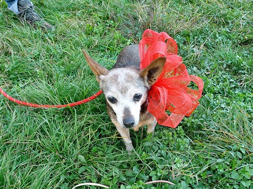 Lilly