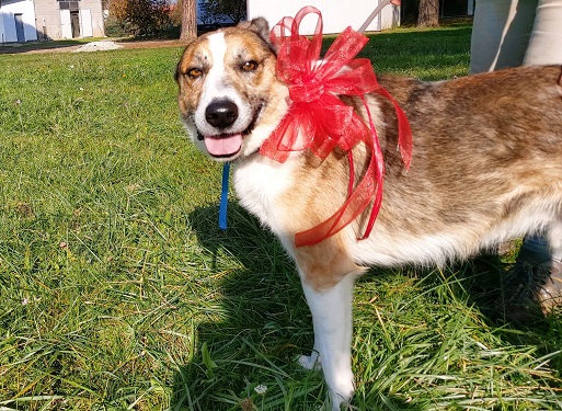 Ulisse