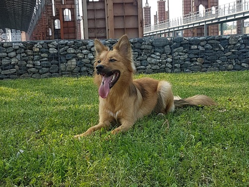Bea