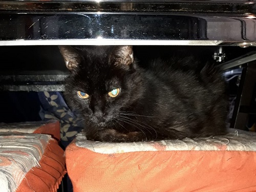 Gatto di 16 anni
