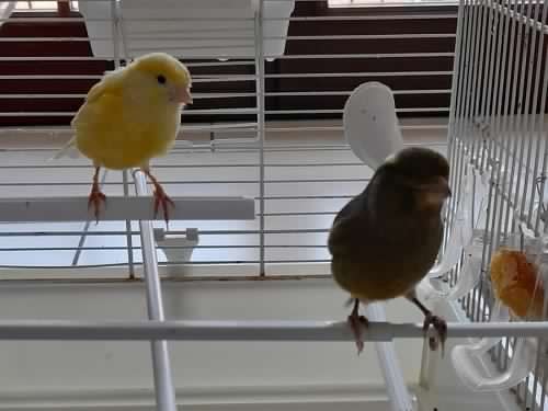 2 canarini