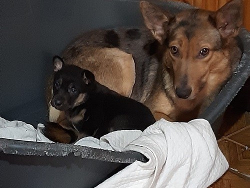 La cucciola Nora