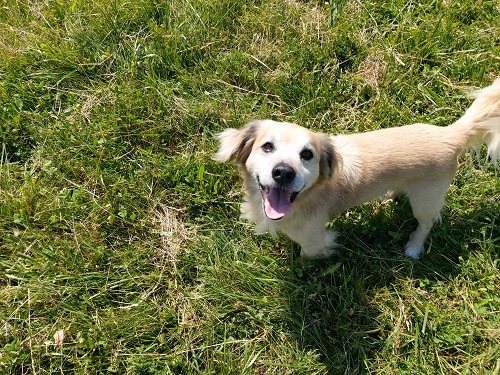 Panchake