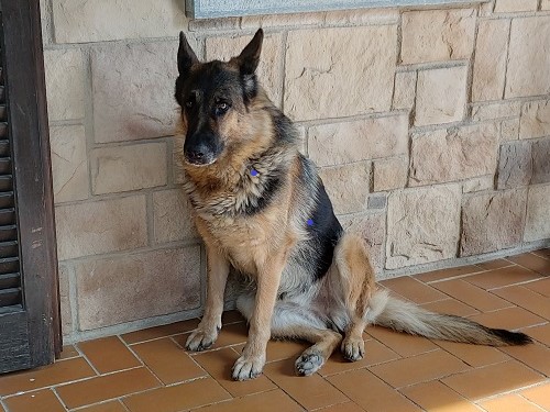 Shira