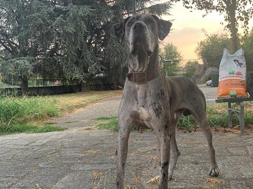 Alano di 11 mesi