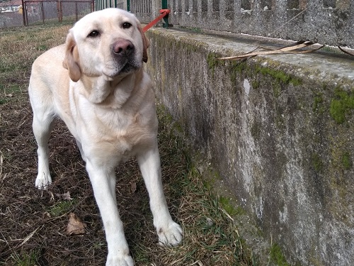 labrador femmina
