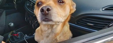 Dogghy