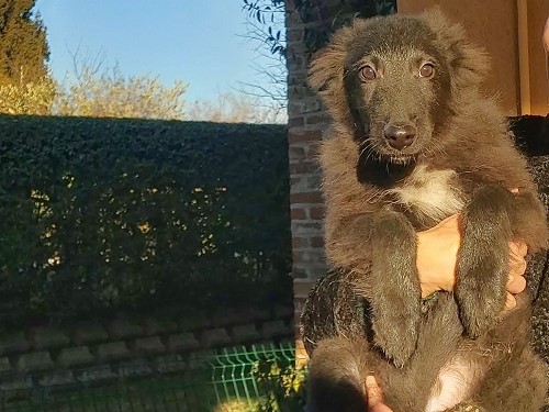 Cucciolo di Belga