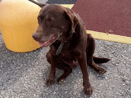 Labrador stupendo