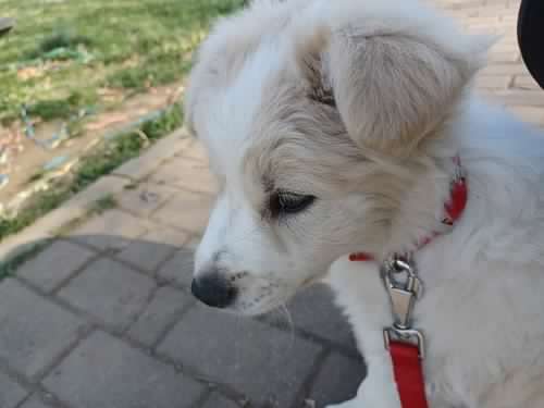 Cucciolo URGENTE!