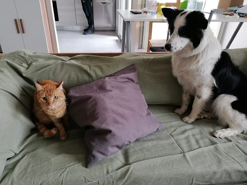 Border collie