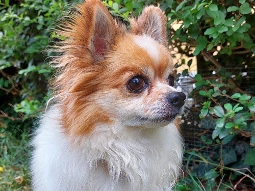 Chihuahua