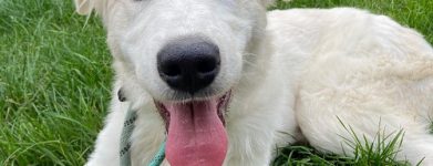 cucciolo bianco