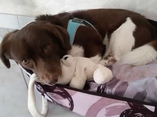 Elvis e Luna