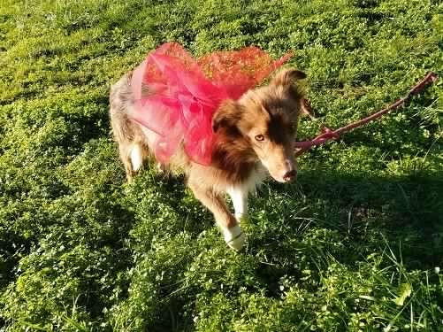 Euridice