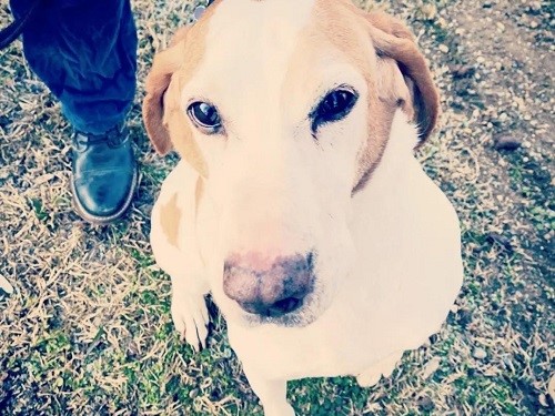 Peppino