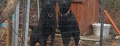 Labrador ovunque…