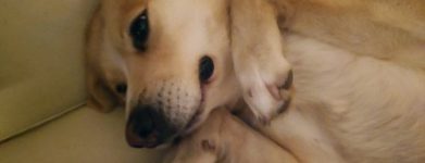 Stella