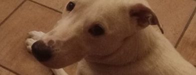 Amore di cucciola