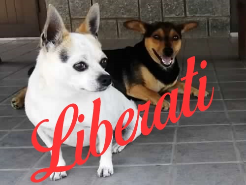 2 piccoli cani