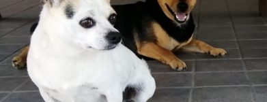 2 piccoli cani