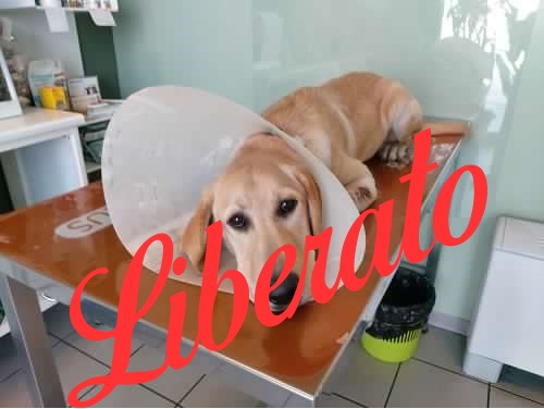 LILLO