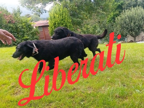 i 2 labrador
