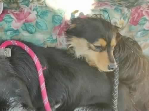 Mia