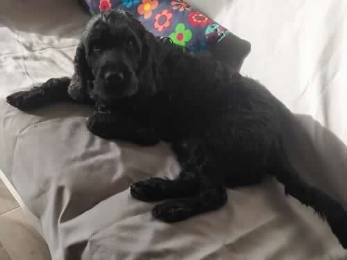 Loky