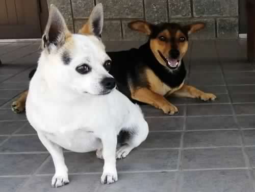 2 piccoli cani