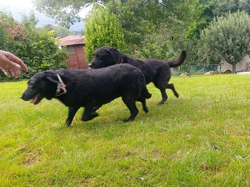 i 2 labrador