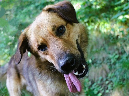 Povero cane
