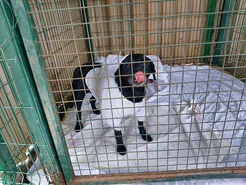 Labrador Sabina