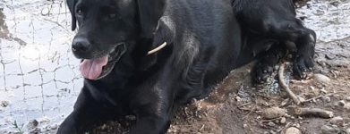 Labrador Sabina