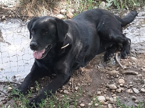 Labrador Sabina