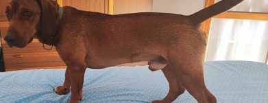 Dachsbracke