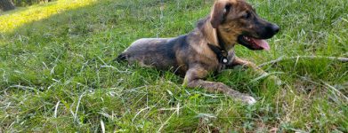 Cucciolino